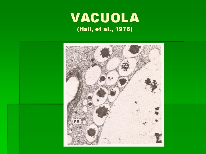 VACUOLA (Hall, et al. , 1976) 