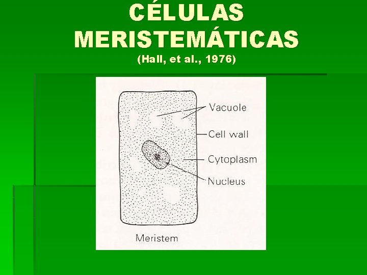 CÉLULAS MERISTEMÁTICAS (Hall, et al. , 1976) 