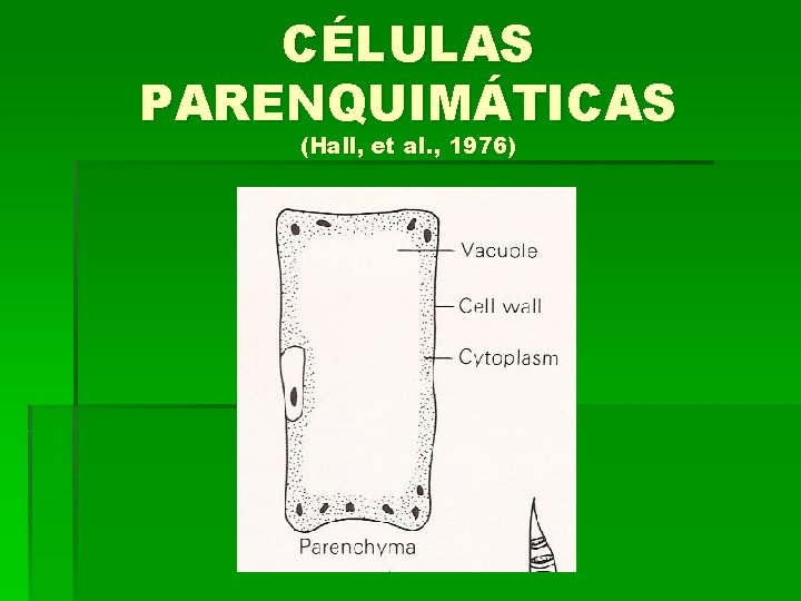 CÉLULAS PARENQUIMÁTICAS (Hall, et al. , 1976) 
