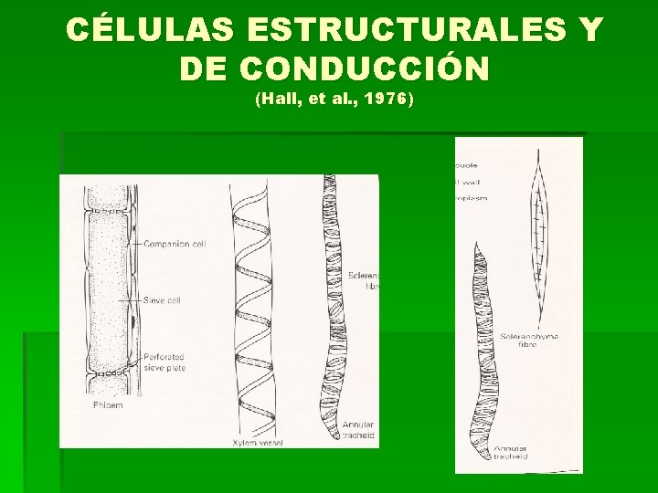 CÉLULAS ESTRUCTURALES Y DE CONDUCCIÓN (Hall, et al. , 1976) 