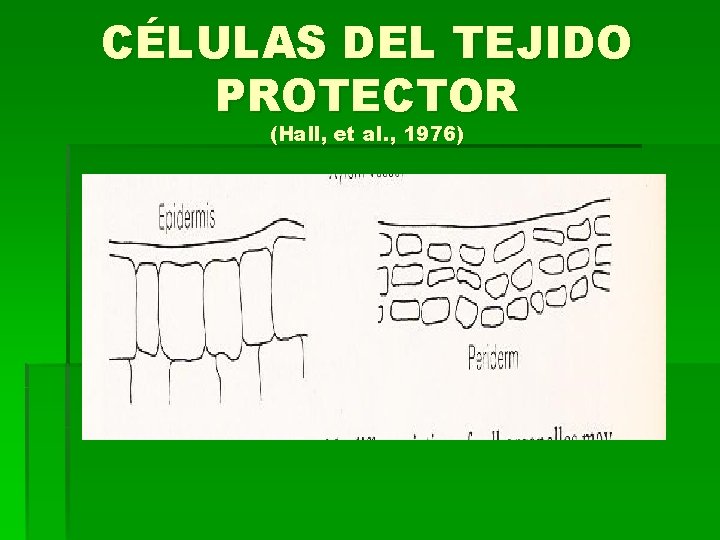 CÉLULAS DEL TEJIDO PROTECTOR (Hall, et al. , 1976) 