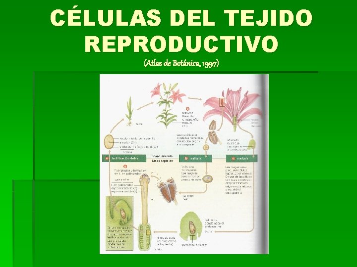 CÉLULAS DEL TEJIDO REPRODUCTIVO (Atlas de Botánica, 1997) 