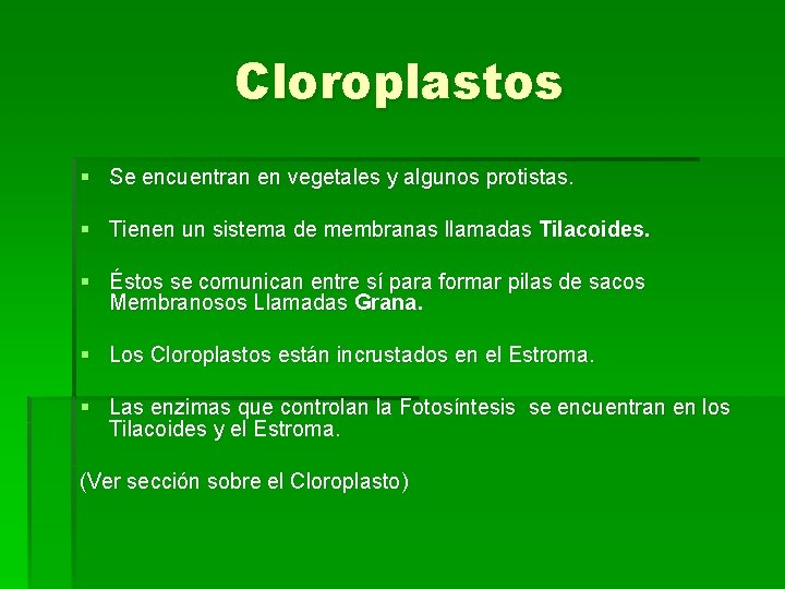 Cloroplastos § Se encuentran en vegetales y algunos protistas. § Tienen un sistema de