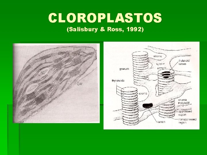 CLOROPLASTOS (Salisbury & Ross, 1992) 