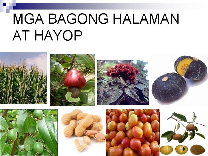 MGA BAGONG HALAMAN AT HAYOP 