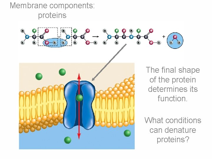 Membrane components: proteins The final shape of the protein determines its function. What conditions Membrane components: proteins The final shape of the protein determines its function. What conditions