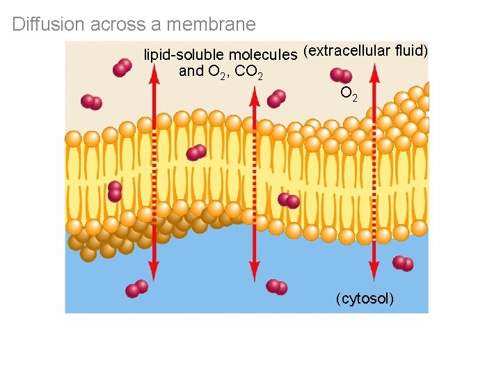 Diffusion across a membrane lipid-soluble molecules (extracellular fluid) and O 2, CO 2 (cytosol) Diffusion across a membrane lipid-soluble molecules (extracellular fluid) and O 2, CO 2 (cytosol)
