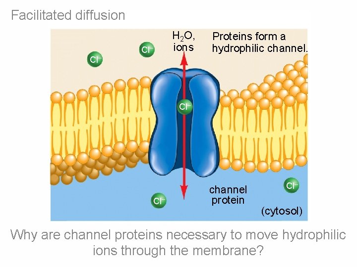 Facilitated diffusion Cl– H 2 O, ions Cl– Proteins form a hydrophilic channel. Cl– Facilitated diffusion Cl– H 2 O, ions Cl– Proteins form a hydrophilic channel. Cl–