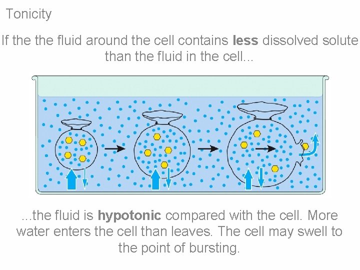 Tonicity If the fluid around the cell contains less dissolved solute than the fluid Tonicity If the fluid around the cell contains less dissolved solute than the fluid