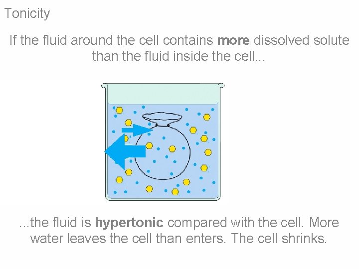 Tonicity If the fluid around the cell contains more dissolved solute than the fluid Tonicity If the fluid around the cell contains more dissolved solute than the fluid