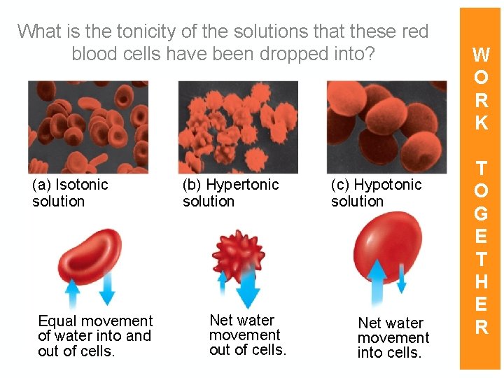 What is the tonicity of the solutions that these red blood cells have been What is the tonicity of the solutions that these red blood cells have been