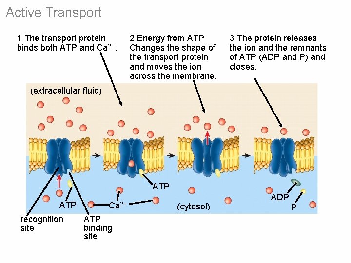 Active Transport 1 The transport protein binds both ATP and Ca 2+. 2 Energy Active Transport 1 The transport protein binds both ATP and Ca 2+. 2 Energy
