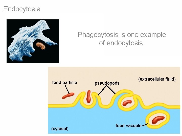 Endocytosis Phagocytosis is one example of endocytosis. food particle (cytosol) pseudopods (extracellular fluid) food Endocytosis Phagocytosis is one example of endocytosis. food particle (cytosol) pseudopods (extracellular fluid) food