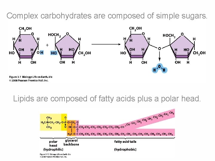 Complex carbohydrates are composed of simple sugars. Lipids are composed of fatty acids plus Complex carbohydrates are composed of simple sugars. Lipids are composed of fatty acids plus