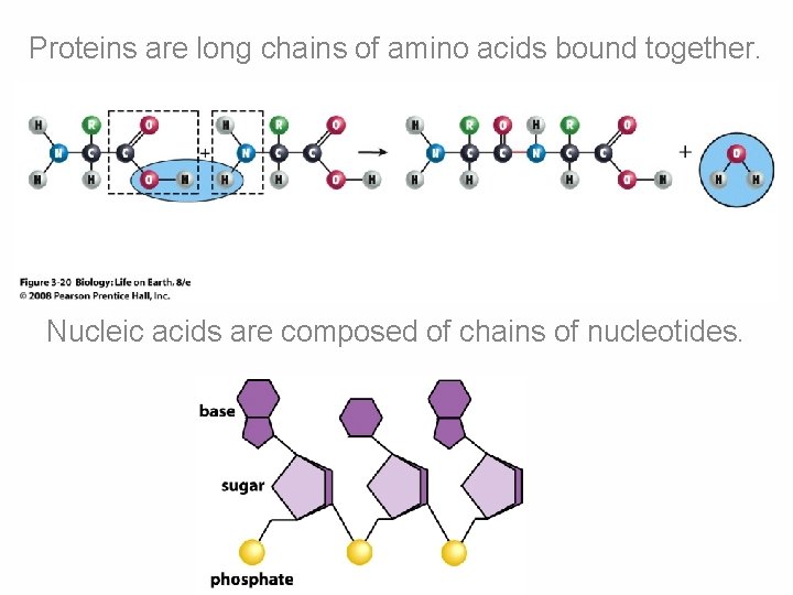 Proteins are long chains of amino acids bound together. Nucleic acids are composed of Proteins are long chains of amino acids bound together. Nucleic acids are composed of