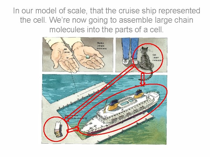 In our model of scale, that the cruise ship represented the cell. We’re now In our model of scale, that the cruise ship represented the cell. We’re now