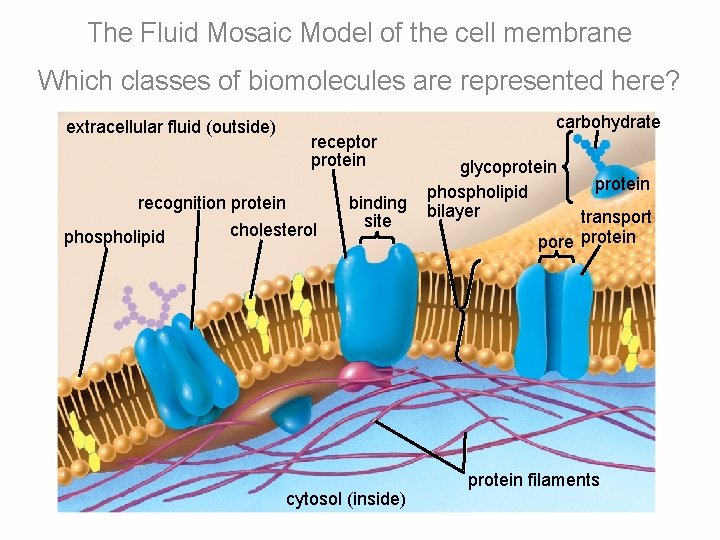 The Fluid Mosaic Model of the cell membrane Which classes of biomolecules are represented The Fluid Mosaic Model of the cell membrane Which classes of biomolecules are represented