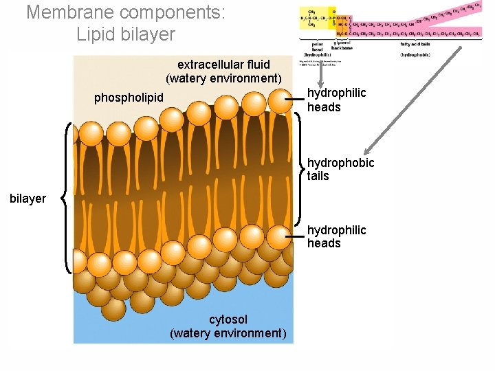 Membrane components: Lipid bilayer extracellular fluid (watery environment) hydrophilic heads phospholipid hydrophobic tails bilayer Membrane components: Lipid bilayer extracellular fluid (watery environment) hydrophilic heads phospholipid hydrophobic tails bilayer