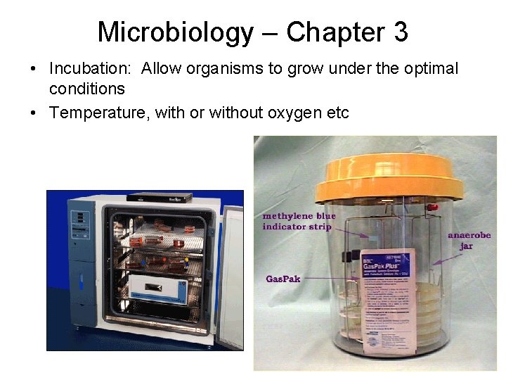 Microbiology – Chapter 3 • Incubation: Allow organisms to grow under the optimal conditions