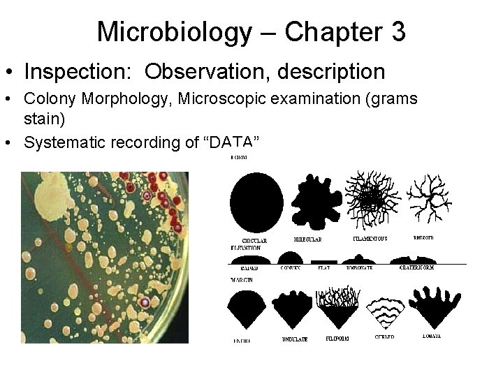 Microbiology – Chapter 3 • Inspection: Observation, description • Colony Morphology, Microscopic examination (grams