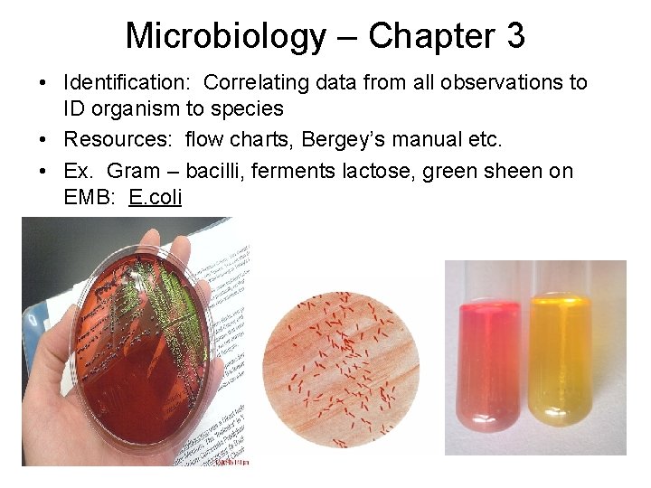 Microbiology – Chapter 3 • Identification: Correlating data from all observations to ID organism