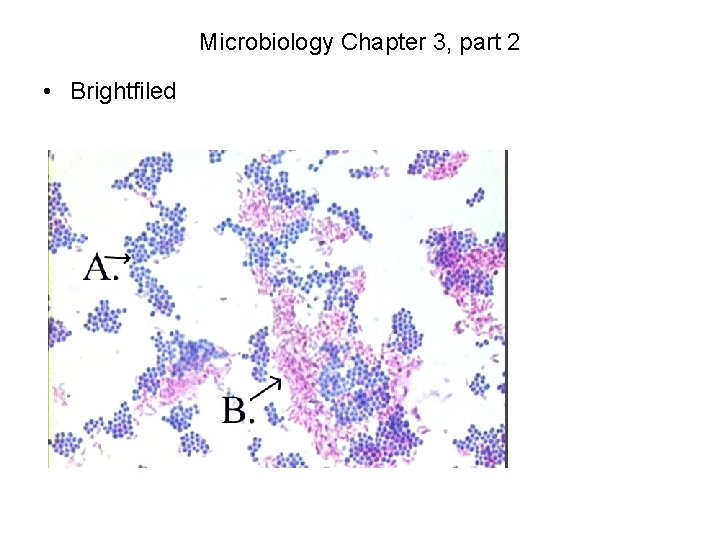 Microbiology Chapter 3, part 2 • Brightfiled 