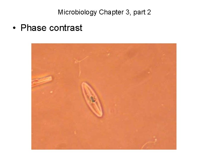 Microbiology Chapter 3, part 2 • Phase contrast 