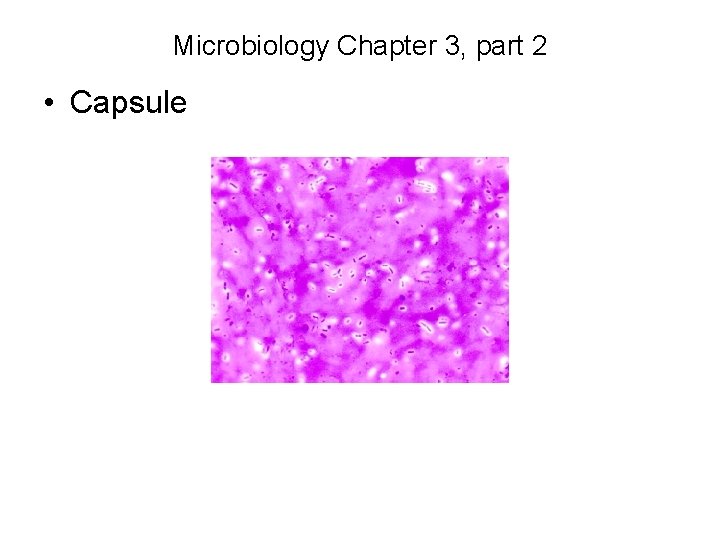 Microbiology Chapter 3, part 2 • Capsule 