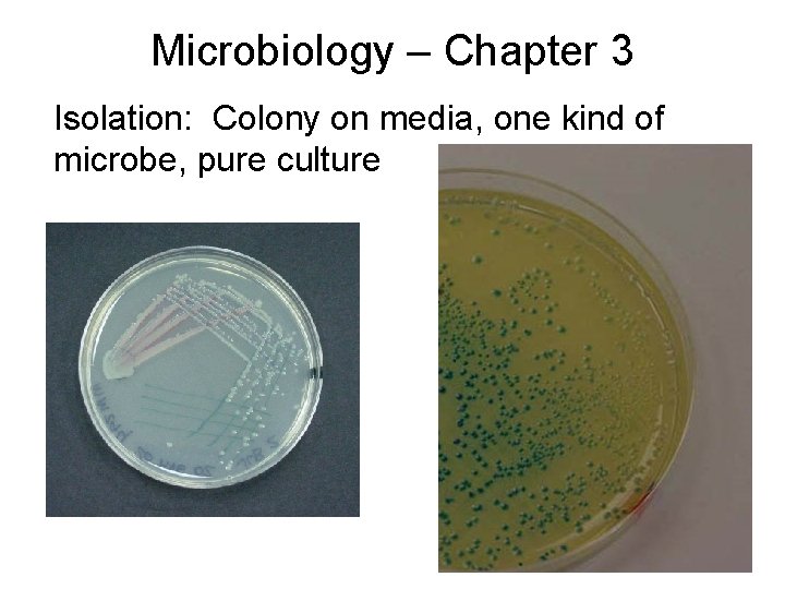 Microbiology – Chapter 3 Isolation: Colony on media, one kind of microbe, pure culture