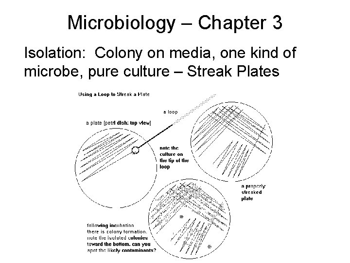 Microbiology – Chapter 3 Isolation: Colony on media, one kind of microbe, pure culture