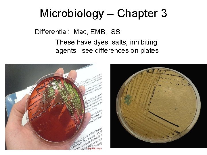 Microbiology – Chapter 3 Differential: Mac, EMB, SS These have dyes, salts, inhibiting agents