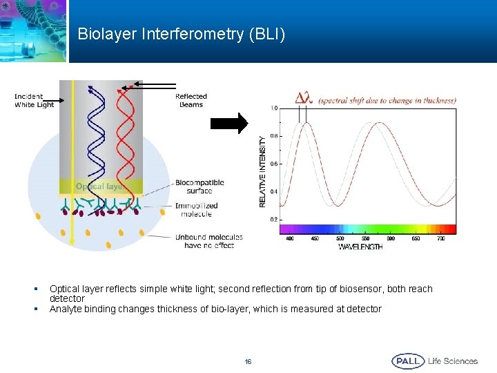 Biolayer Interferometry (BLI) § § Optical layer reflects simple white light; second reflection from