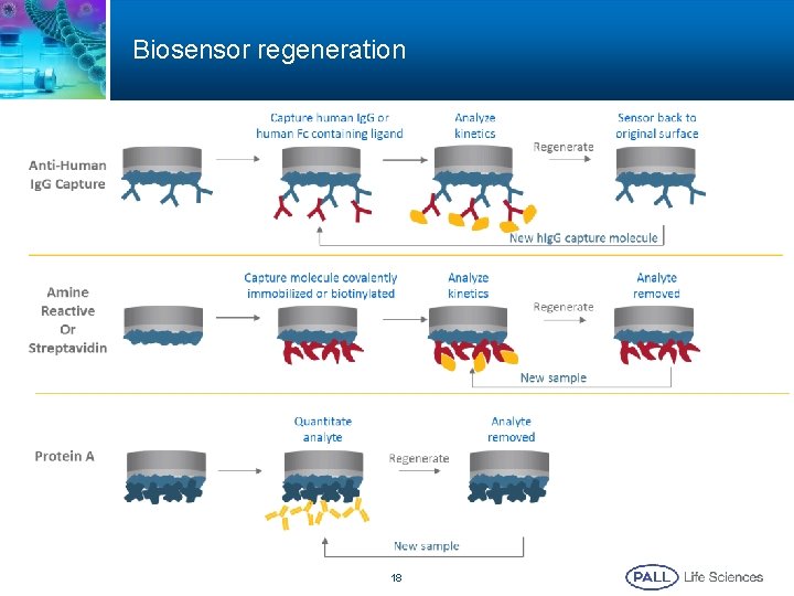 Biosensor regeneration 18 