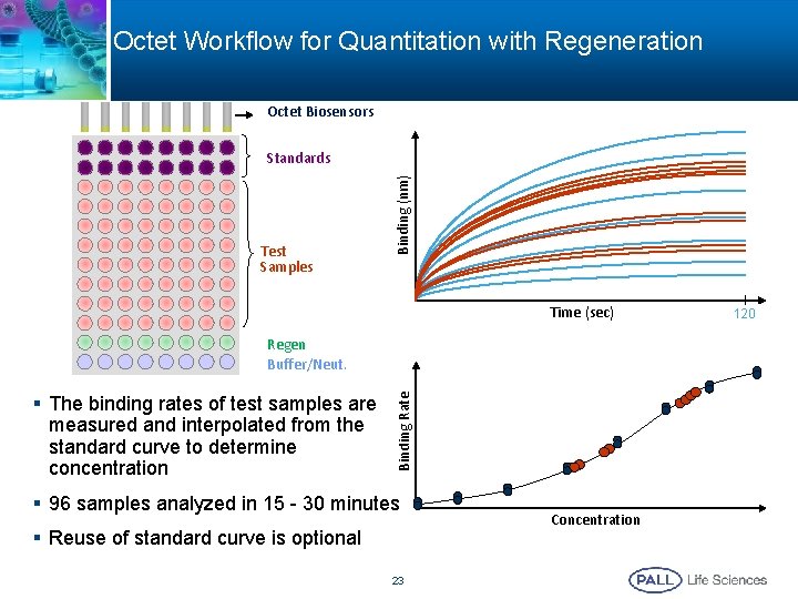 Octet Workflow for Quantitation with Regeneration Octet Biosensors Test Samples Binding (nm) Standards Time Octet Workflow for Quantitation with Regeneration Octet Biosensors Test Samples Binding (nm) Standards Time