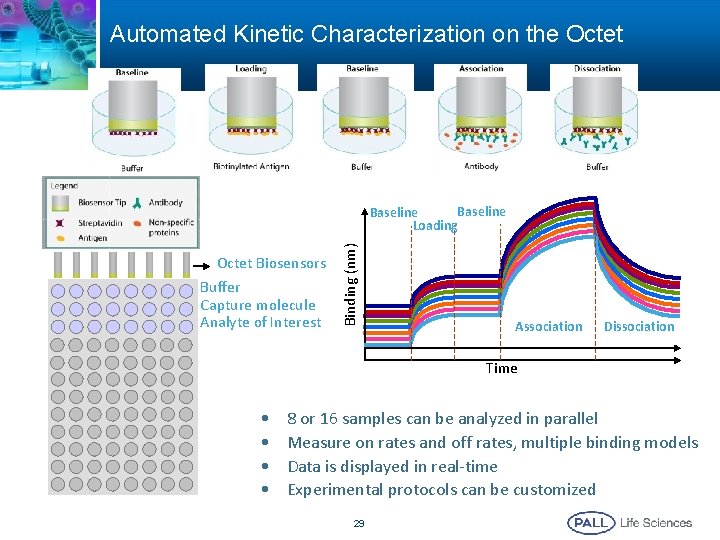 Automated Kinetic Characterization on the Octet Biosensors Buffer Capture molecule Analyte of Interest Binding Automated Kinetic Characterization on the Octet Biosensors Buffer Capture molecule Analyte of Interest Binding