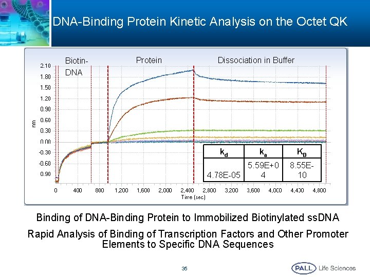 DNA-Binding Protein Kinetic Analysis on the Octet QK Biotin. DNA Dissociation in Buffer Protein DNA-Binding Protein Kinetic Analysis on the Octet QK Biotin. DNA Dissociation in Buffer Protein