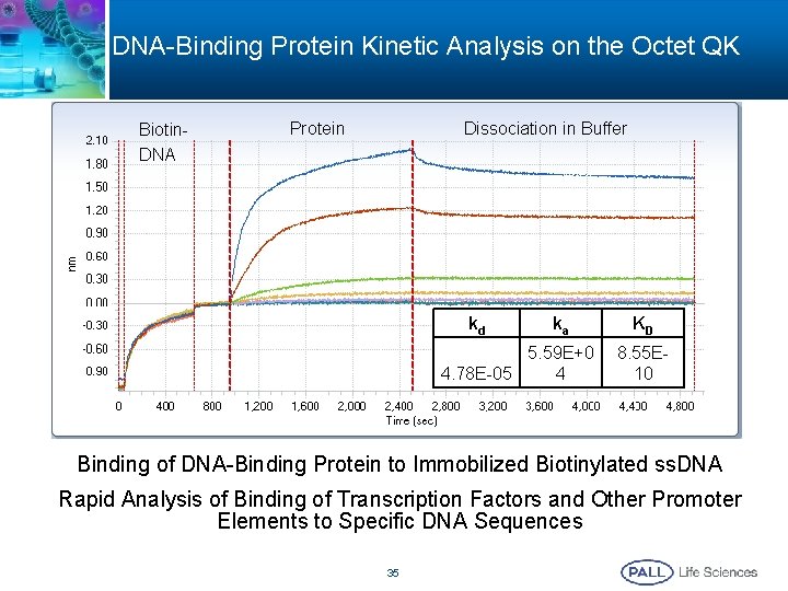 DNA-Binding Protein Kinetic Analysis on the Octet QK Biotin. DNA Dissociation in Buffer Protein