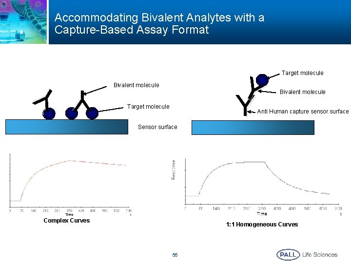 Accommodating Bivalent Analytes with a Capture-Based Assay Format Y Y Bivalent molecule Target molecule Accommodating Bivalent Analytes with a Capture-Based Assay Format Y Y Bivalent molecule Target molecule