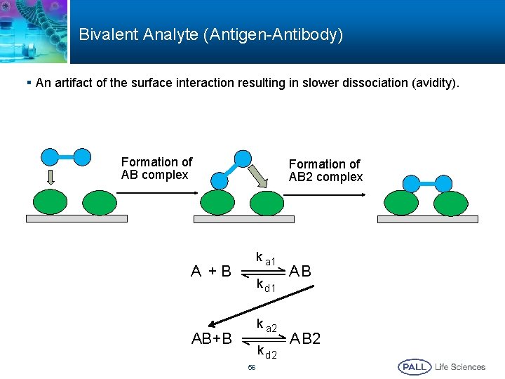 Bivalent Analyte (Antigen-Antibody) § An artifact of the surface interaction resulting in slower dissociation Bivalent Analyte (Antigen-Antibody) § An artifact of the surface interaction resulting in slower dissociation