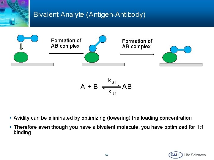 Bivalent Analyte (Antigen-Antibody) Formation of AB complex A +B Formation of AB complex k Bivalent Analyte (Antigen-Antibody) Formation of AB complex A +B Formation of AB complex k