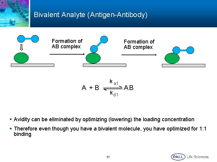 Bivalent Analyte (Antigen-Antibody) Formation of AB complex A +B Formation of AB complex k