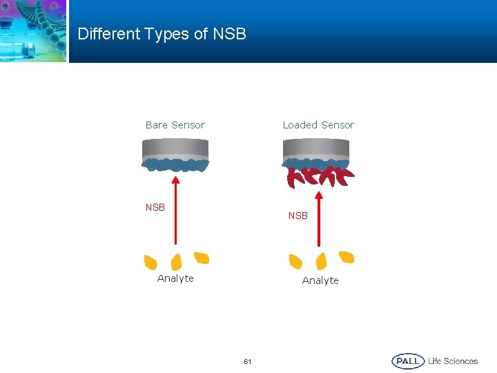 Different Types of NSB Bare Sensor Loaded Sensor NSB Analyte 61 