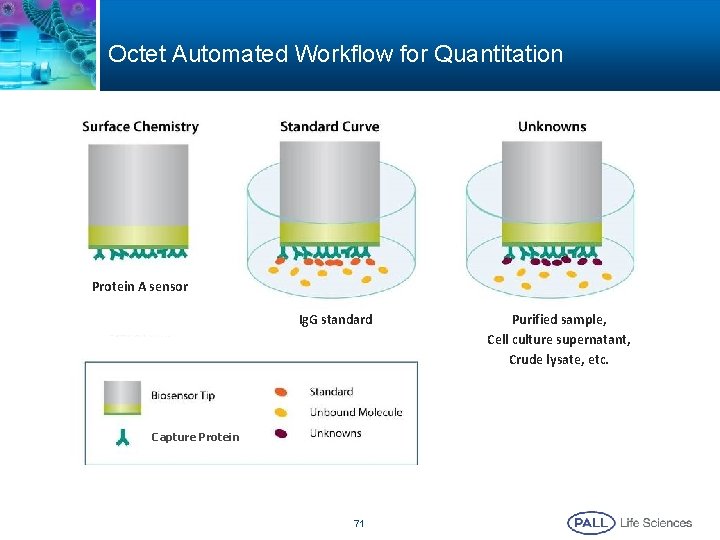 Octet Automated Workflow for Quantitation Protein A sensor Ig. G standard Capture Protein 71 Octet Automated Workflow for Quantitation Protein A sensor Ig. G standard Capture Protein 71