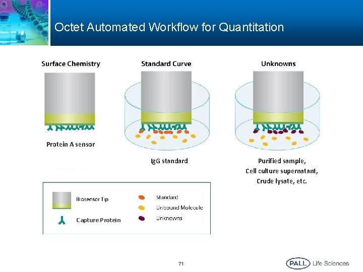 Octet Automated Workflow for Quantitation Protein A sensor Ig. G standard Capture Protein 71