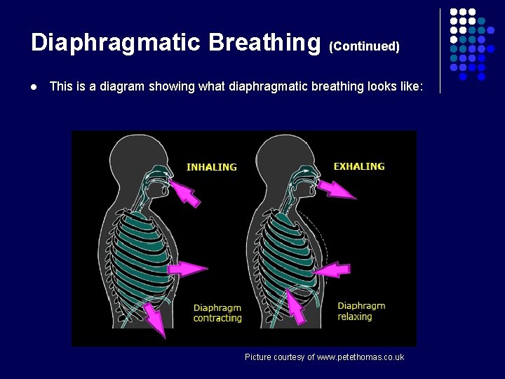 Diaphragmatic Breathing (Continued) l This is a diagram showing what diaphragmatic breathing looks like: