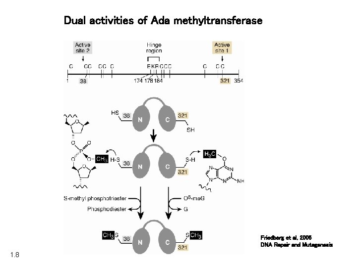 Dual activities of Ada methyltransferase Friedberg et al, 2005 DNA Repair and Mutagenesis 1.