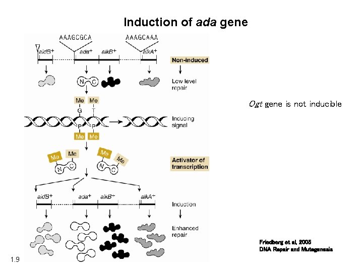 Induction of ada gene Ogt gene is not inducible Friedberg et al, 2005 DNA