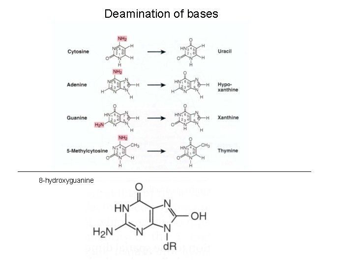 Deamination of bases 8 -hydroxyguanine 
