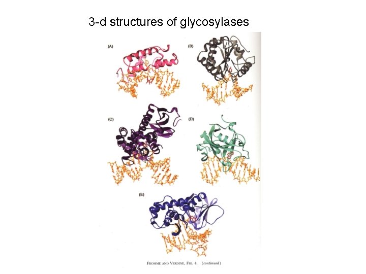 3 -d structures of glycosylases 