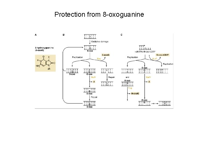 Protection from 8 -oxoguanine 